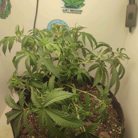 Gorrila Glue #4 growlog timeline photo
