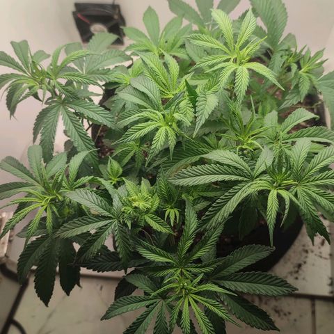 Gorrila Glue #4 growlog photo: Rega com água a 6,3 PH