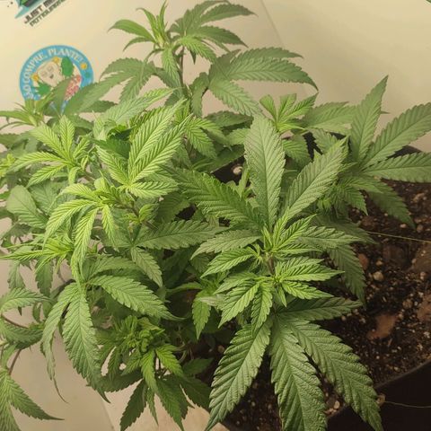 Gorrila Glue #4 growlog timeline photo