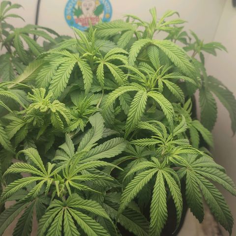 Gorrila Glue #4 growlog timeline photo