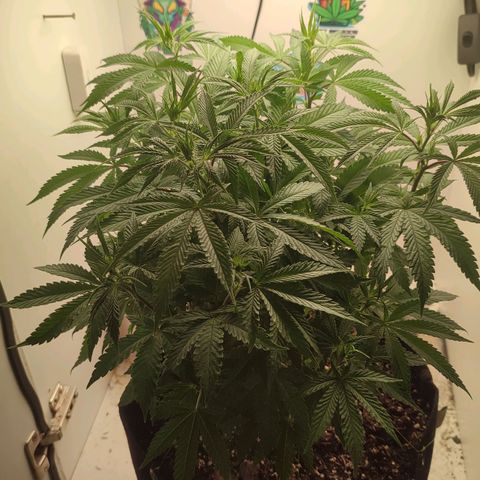 Gorrila Glue #4 growlog timeline photo