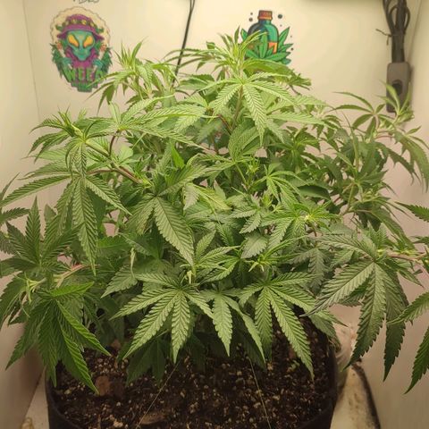Gorrila Glue #4 growlog timeline photo