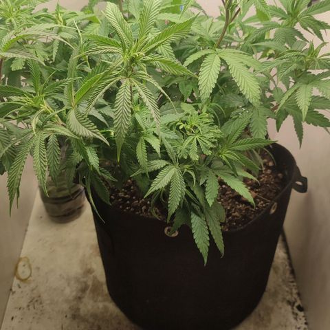Gorrila Glue #4 growlog timeline photo