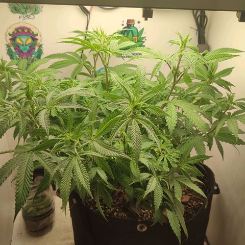 Gorrila Glue #4 growlog timeline photo
