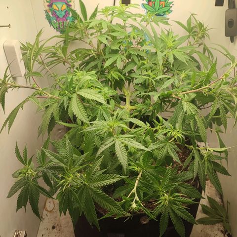 Gorrila Glue #4 growlog timeline photo