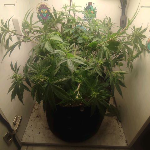 Gorrila Glue #4 growlog timeline photo