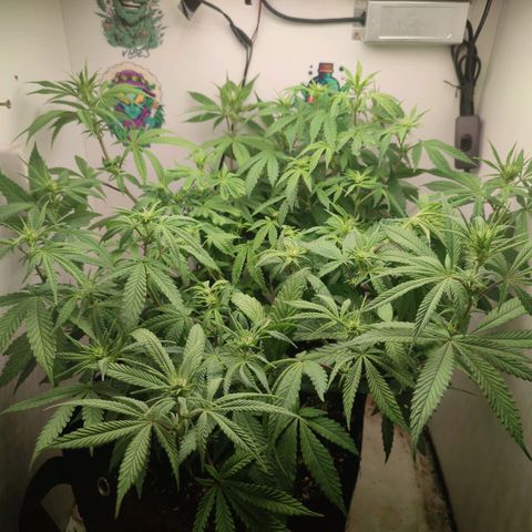 Gorrila Glue #4 growlog timeline photo