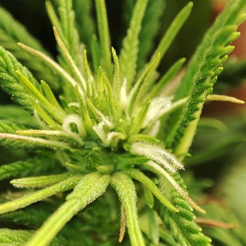 Gorrila Glue #4 growlog timeline photo