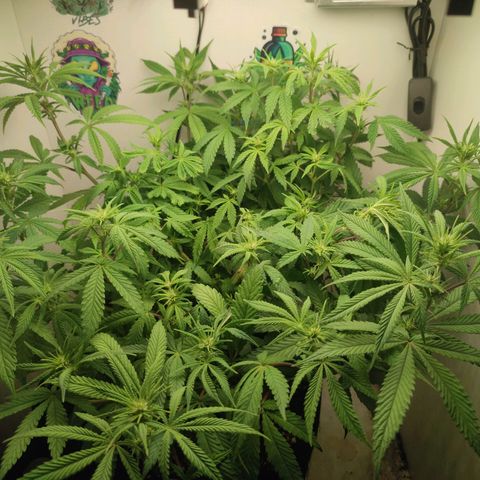 Gorrila Glue #4 growlog timeline photo