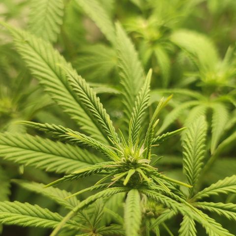 Gorrila Glue #4 growlog timeline photo