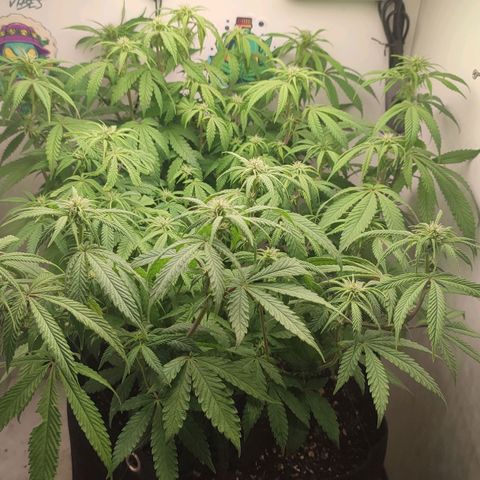 Gorrila Glue #4 growlog timeline photo