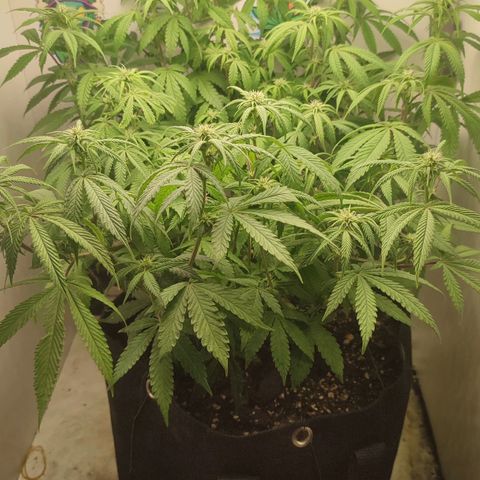 Gorrila Glue #4 growlog timeline photo