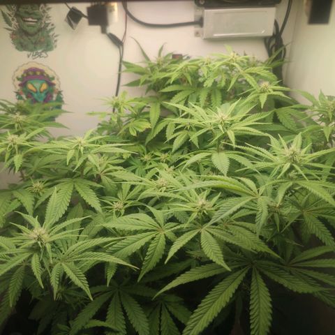 Gorrila Glue #4 growlog timeline photo