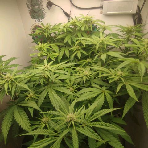 Gorrila Glue #4 growlog timeline photo