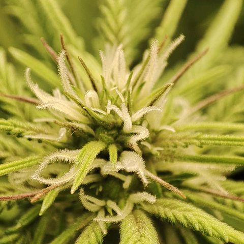 Gorrila Glue #4 growlog timeline photo