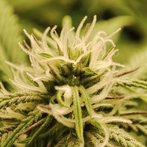 Gorrila Glue #4 growlog timeline photo