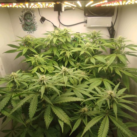 Gorrila Glue #4 growlog timeline photo