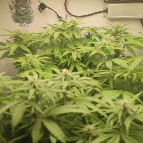 Gorrila Glue #4 growlog timeline photo