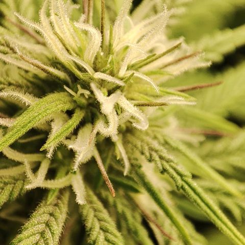 Gorrila Glue #4 growlog timeline photo