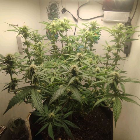 Gorrila Glue #4 growlog timeline photo