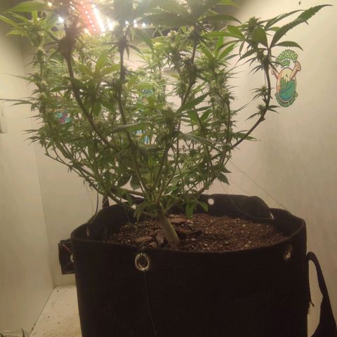 Gorrila Glue #4 growlog timeline photo