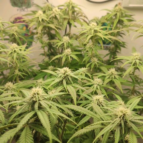 Gorrila Glue #4 growlog timeline photo