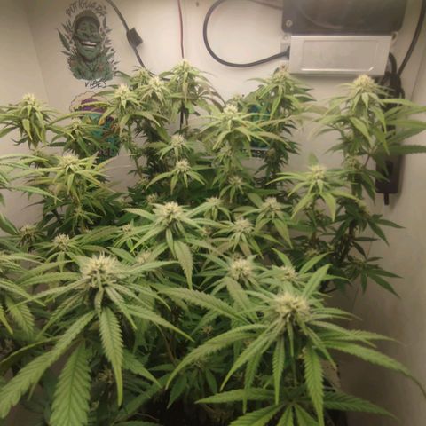 Gorrila Glue #4 growlog timeline photo