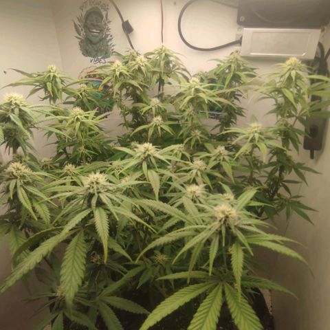 Gorrila Glue #4 growlog timeline photo
