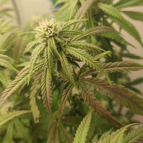 Gorrila Glue #4 growlog timeline photo