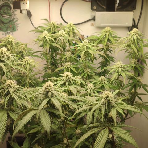 Gorrila Glue #4 growlog timeline photo