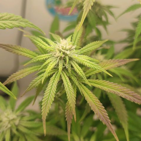 Gorrila Glue #4 growlog timeline photo