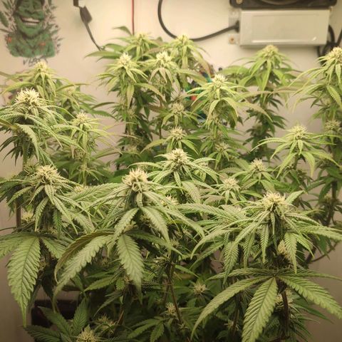 Gorrila Glue #4 growlog timeline photo