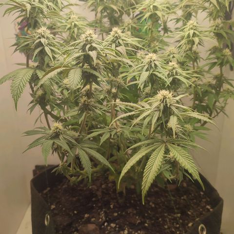 Gorrila Glue #4 growlog timeline photo