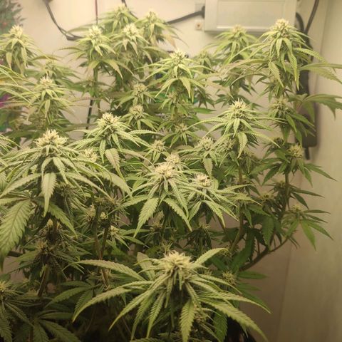 Gorrila Glue #4 growlog timeline photo