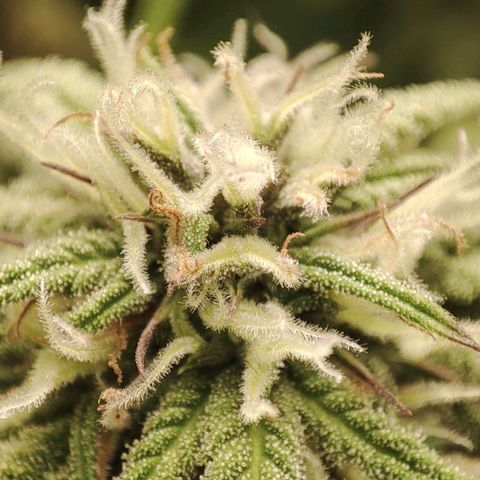Gorrila Glue #4 growlog timeline photo