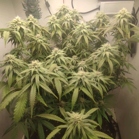 Gorrila Glue #4 growlog timeline photo