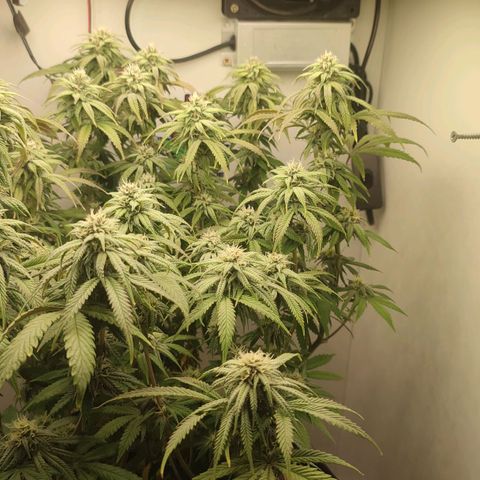 Gorrila Glue #4 growlog timeline photo