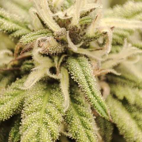 Gorrila Glue #4 growlog timeline photo