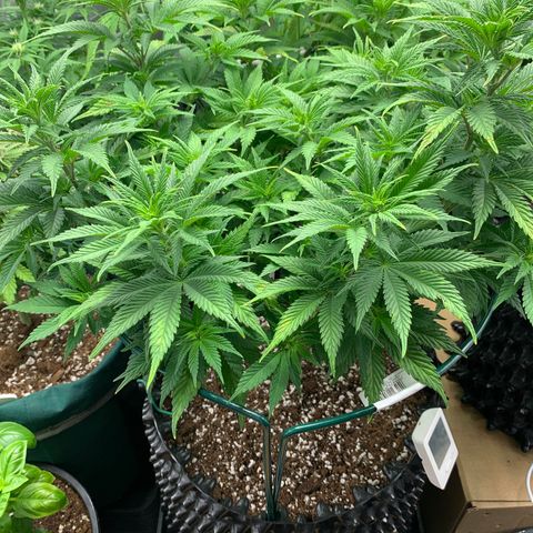 Royal Gorilla growlog timeline photo