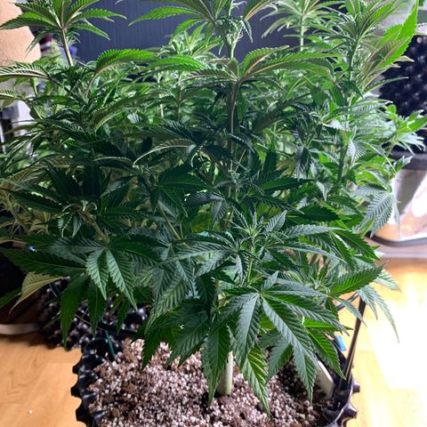 Royal Gorilla growlog timeline photo