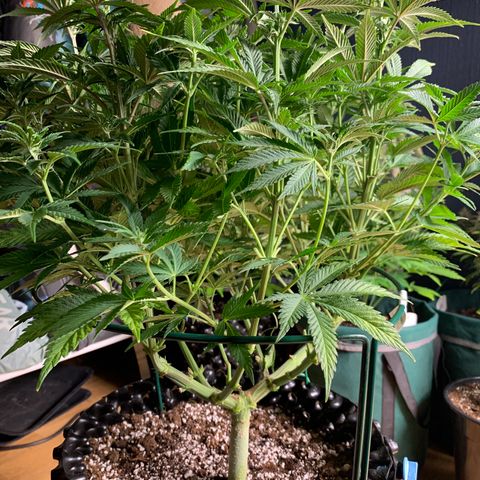 Royal Gorilla growlog timeline photo