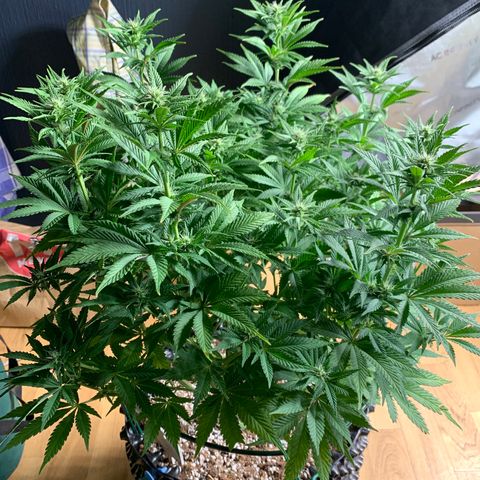 Royal Gorilla growlog timeline photo