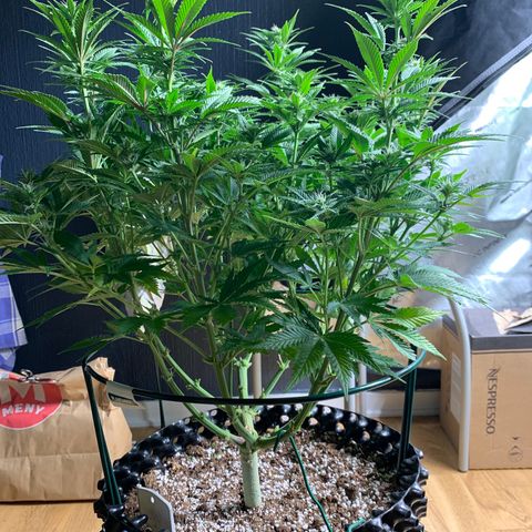 Royal Gorilla growlog timeline photo