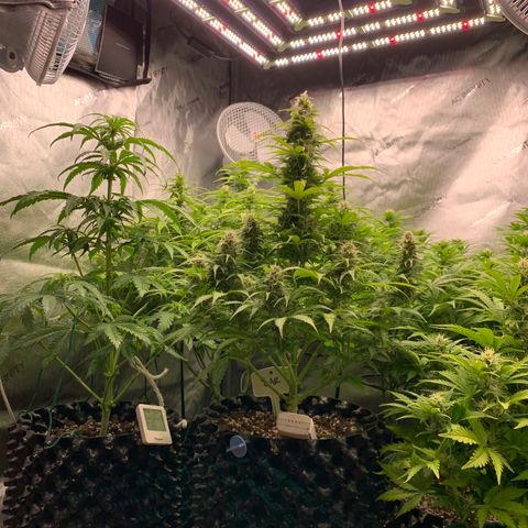 Royal Gorilla growlog timeline photo
