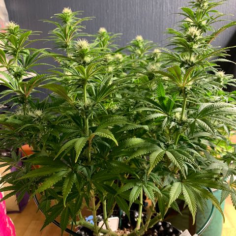 Royal Gorilla growlog timeline photo