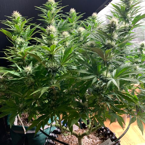Royal Gorilla growlog timeline photo