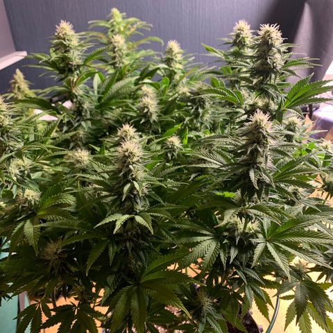Royal Gorilla growlog timeline photo