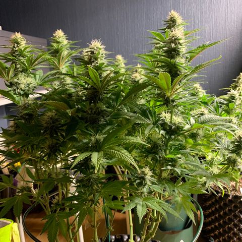 Royal Gorilla growlog timeline photo