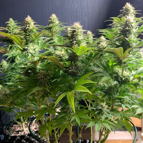 Royal Gorilla growlog timeline photo