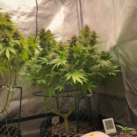 Royal Gorilla growlog timeline photo